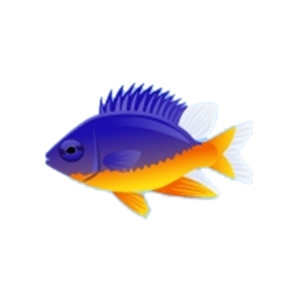 Azure Damselfish